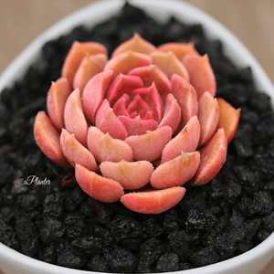 Echeveria 'Brown Rose' aplanter