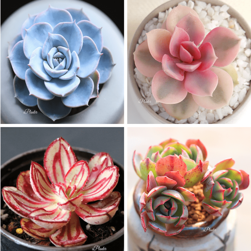 ROSE SUCCULENTS BUNDLE DEAL C – aplanter