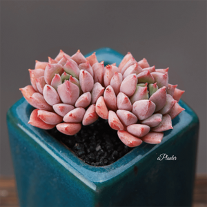 Echeveria Chrissy N Ryan