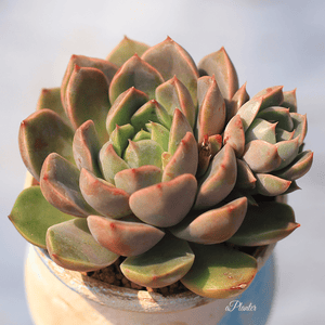 Echeveria 'Clara' aplanter