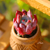 Echeveria colorata fa. brandtii