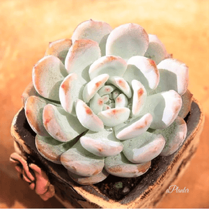 Echeveria cv Laulindsayana