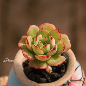 Echeveria cv Victor