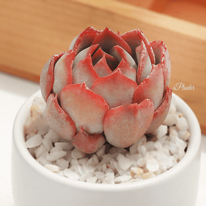 Echeveria 'Dark Ice' aplanter