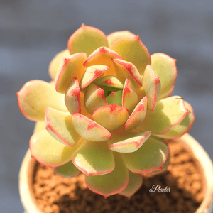 Echeveria 'Deren-Oliver' aplanter