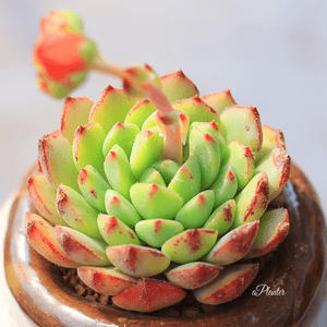 Echeveria 'Derosa' aplanter