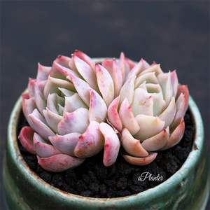 Echeveria Elegans Josalyn