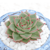 Echeveria Fabiola