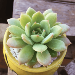 Echeveria Fun Queen aplanter