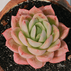 Echeveria Gilva aplanter