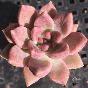 Echeveria gilva Shining Pearl