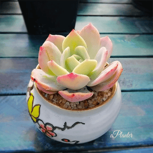 Echeveria Hakuhou