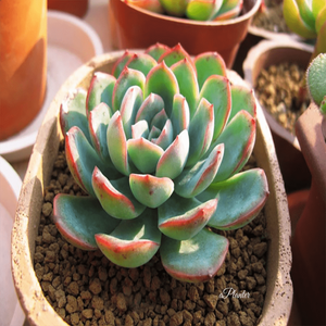 Echeveria Hanatsukiyo