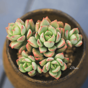 Echeveria 'Hercules' aplanter