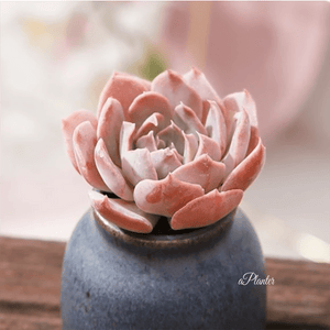 Echeveria Liberia