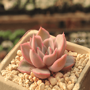 Echeveria Lidia aplanter