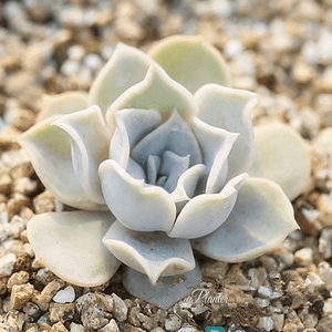 Echeveria Lilacina