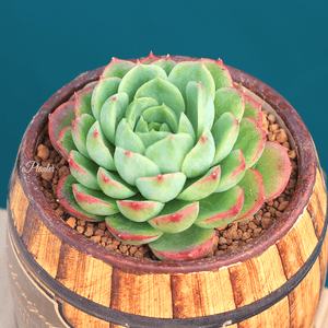 Echeveria 'Lime and Chile' aplanter