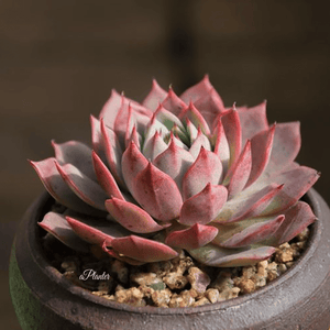 Echeveria 'Lin Jie Anna' aplanter