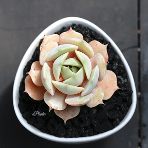 Echeveria Lola aplanter