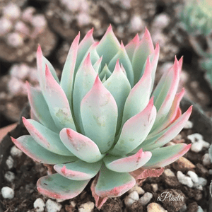 Echeveria Lucy