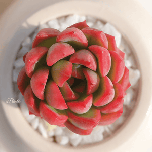 Echeveria 'Mebina' aplanter