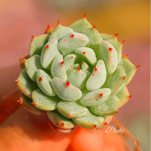 Echeveria mexensis var. gemmula