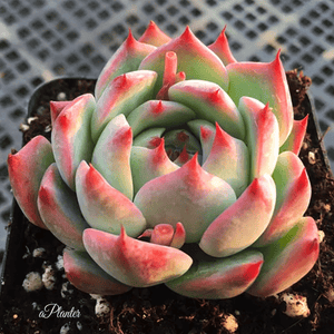 Echeveria Momotarou aplanter