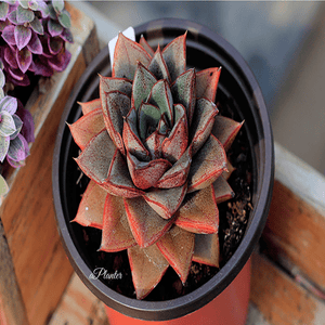 Echeveria Monocerotis aplanter