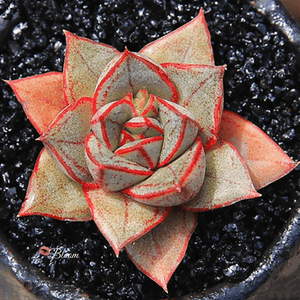 Echeveria Monocerotis aplanter