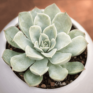 Echeveria Moon Fairy aplanter