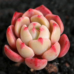 Echeveria 'Nana Mini Hook' aplanter