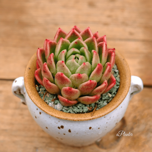 Echeveria Nanacan