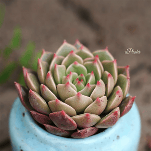 Echeveria Olivia