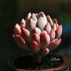 Echeveria Pachyveria