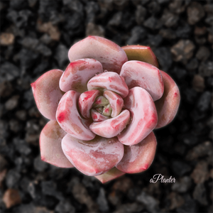 Echeveria Pink Champagne aplanter