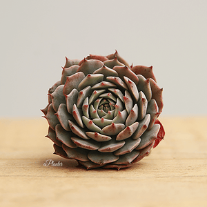 Echeveria Pinwheel aplanter