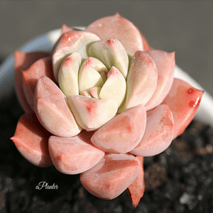 Echeveria Pretty in Pink aplanter