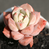 Echeveria Pretty in Pink