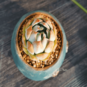 Echeveria 'Prism' aplanter