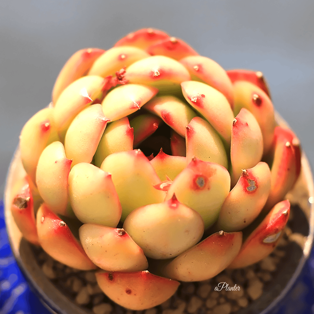 Echeveria 'Puli-lindsayana' aplanter