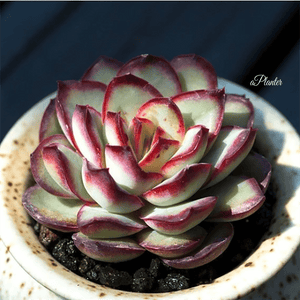 Echeveria Pulidonis Mexico