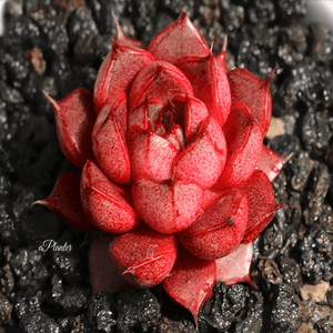 Echeveria Pumila aplanter