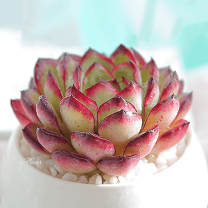 Echeveria Queen Salsa aplanter