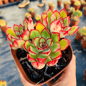 Echeveria Red Flower Queen