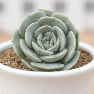 Echeveria Runyonii Rose ex Walther