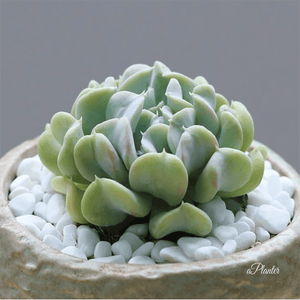 Echeveria Runyonii Topsy Turvy