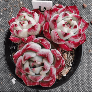 Echeveria Sara Himebotan