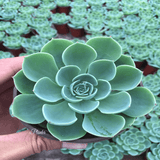 Echeveria Secunda Var. Glauca aplanter