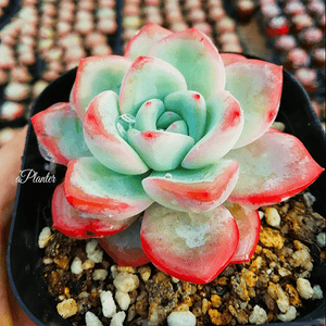 Echeveria Sensation 'Amabelli' aplanter